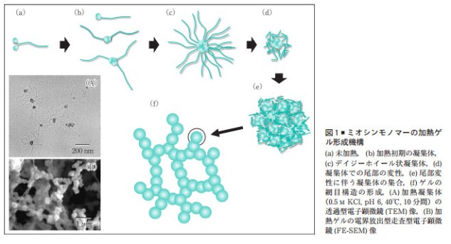 myosin_monomer_160319