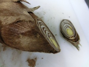 takenoko_cuit1_160412